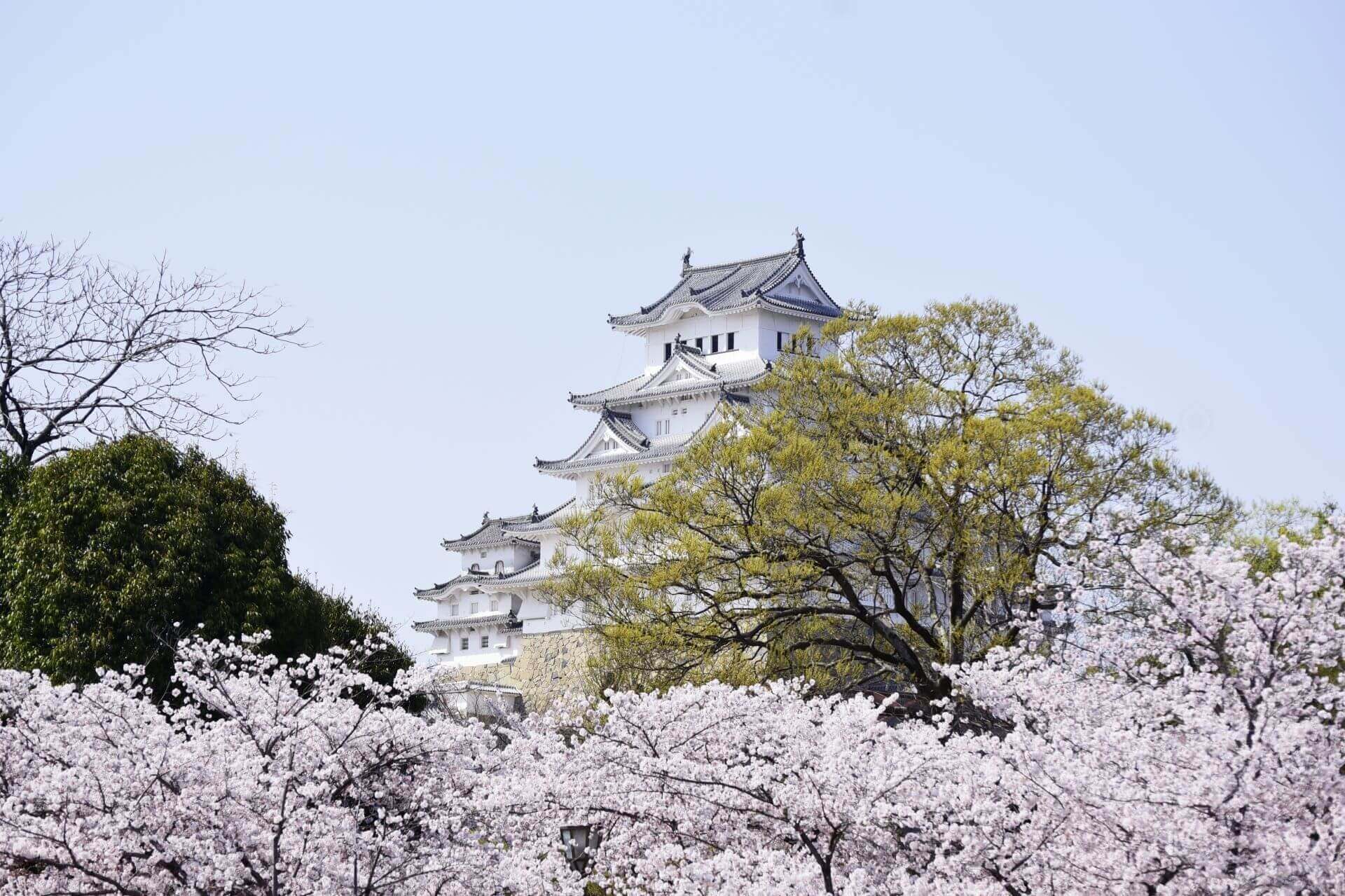 桜と姫路城