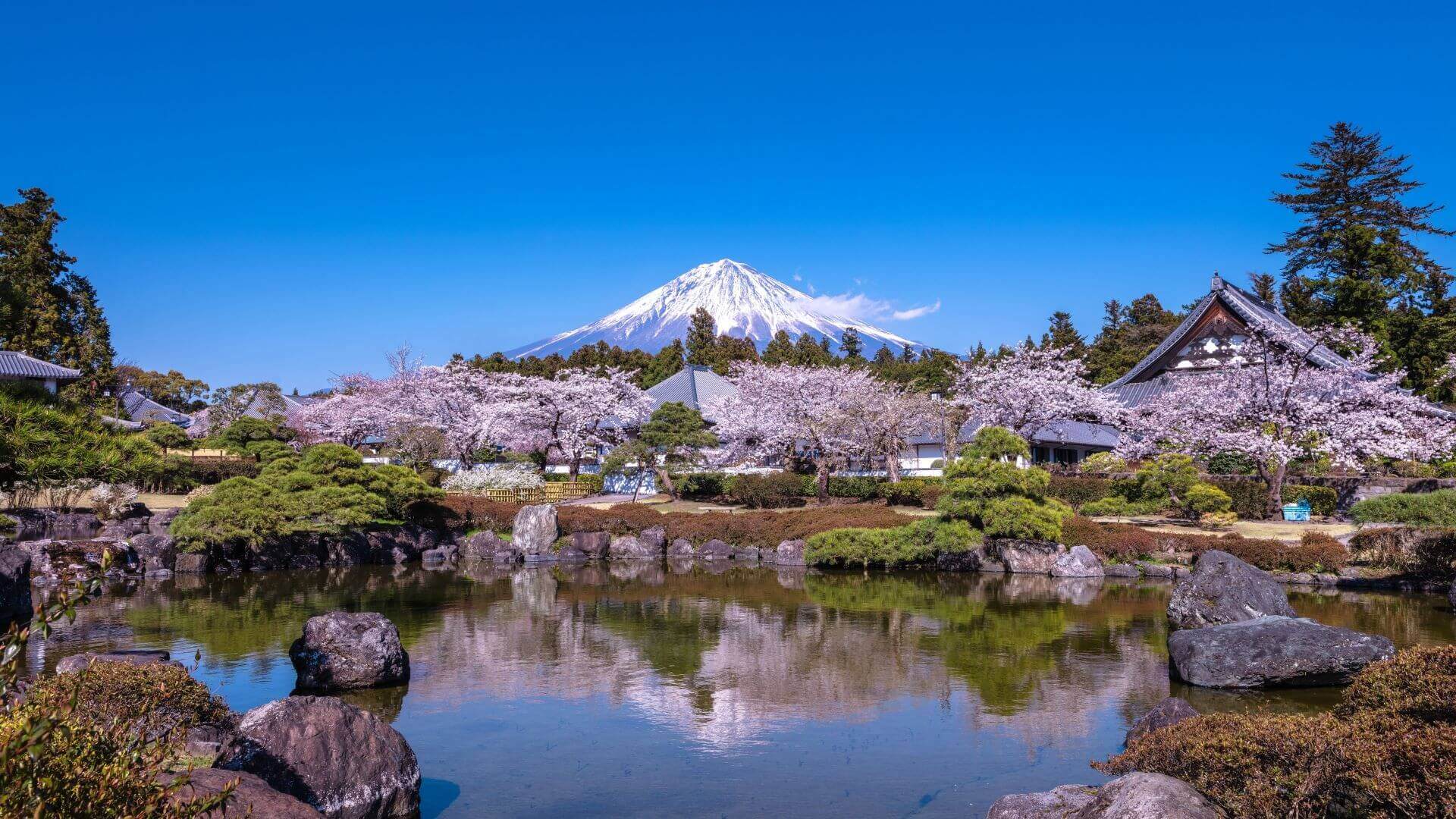 静岡県 大石寺の桜